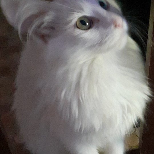 chaton Angora turc white Toundra du rocher de Nala Chatterie du rocher de Nala
