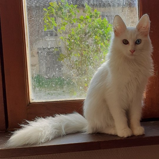 chaton Angora turc white Toundra du rocher de Nala Chatterie du rocher de Nala
