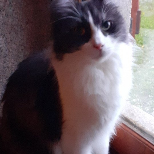 chat Angora turc black smoke bicolor Rosalis Chatterie du rocher de Nala