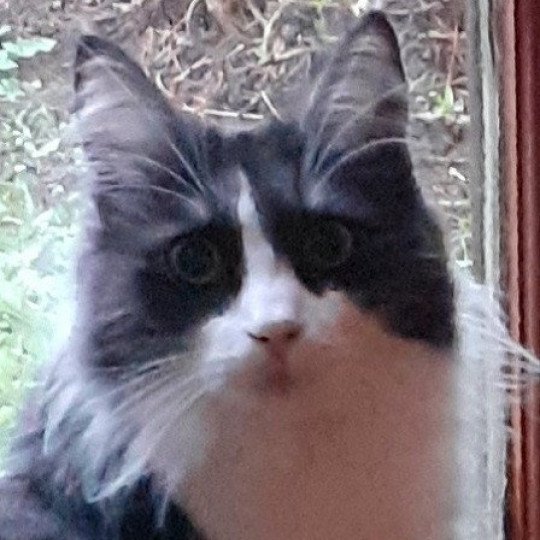 Rosalis Femelle Angora turc