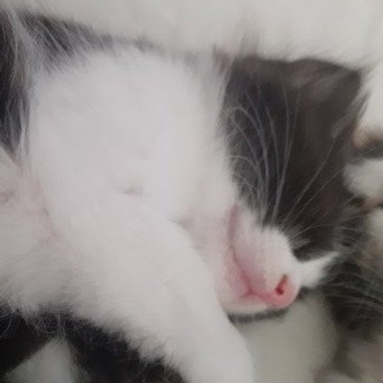 chaton Angora turc black bicolor Sarabi Chatterie du rocher de Nala