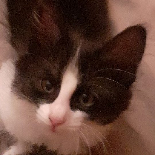 chaton Angora turc black bicolor Sarabi Chatterie du rocher de Nala