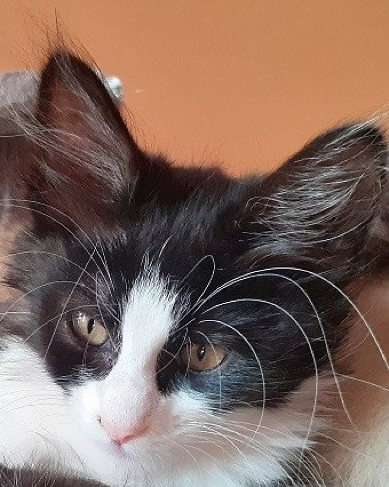 Sarabi du rocher de Nala Femelle Angora turc