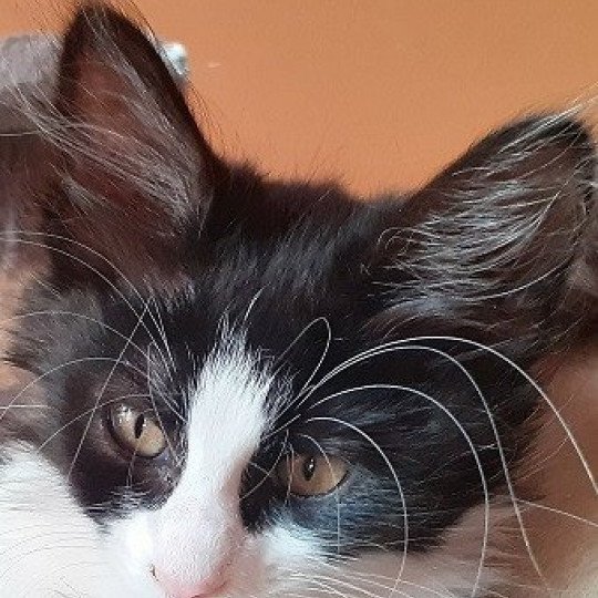 Sarabi du rocher de Nala Femelle Angora turc