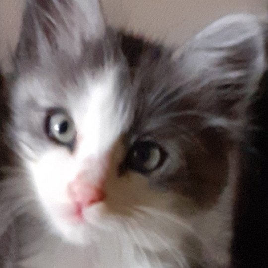 chaton Angora turc black smoke bicolor Sparrow Chatterie du rocher de Nala