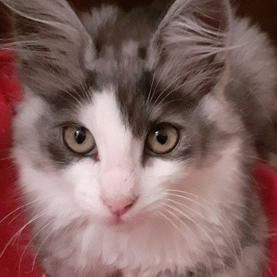 chaton Angora turc black smoke bicolor Sparrow Chatterie du rocher de Nala