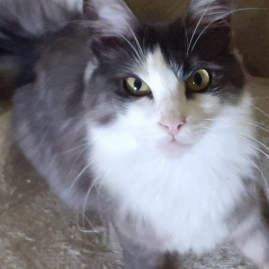 chaton Angora turc black silver tabby bicolor Sparrow Chatterie du rocher de Nala