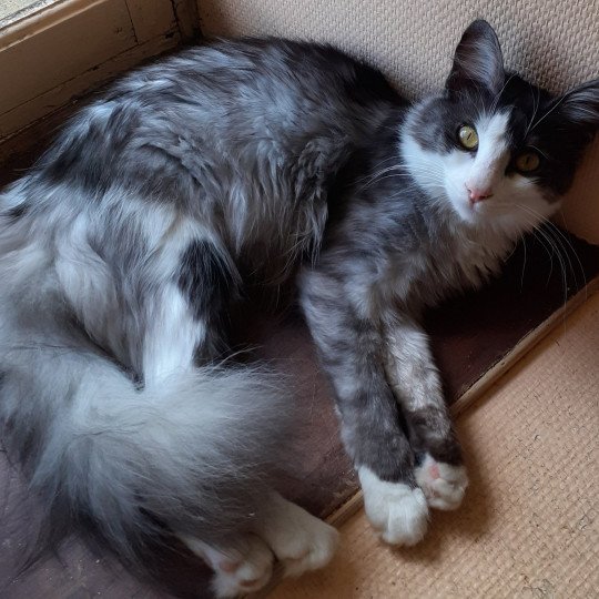 chaton Angora turc black smoke bicolor Sparrow Chatterie du rocher de Nala