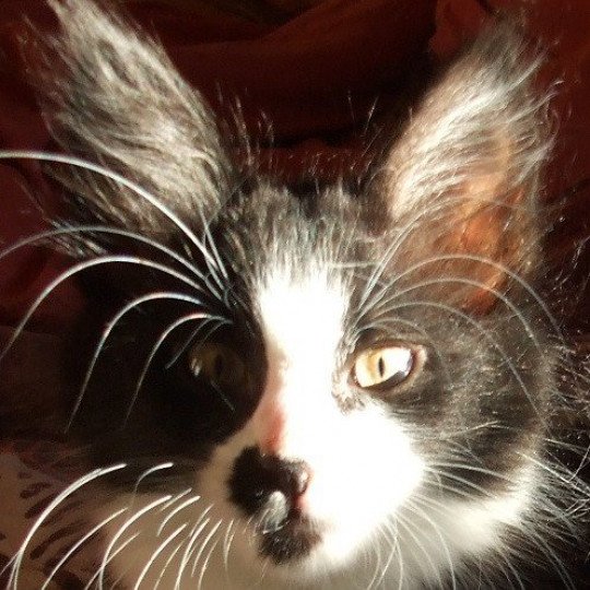 chaton Angora turc black bicolor Speedy Chatterie du rocher de Nala