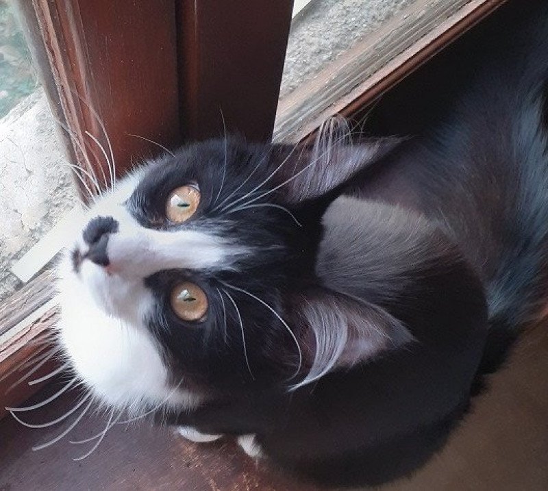 Speedy du rocher de Nala Femelle Angora turc