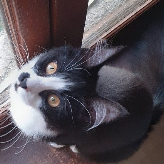 Speedy du rocher de Nala Femelle Angora turc