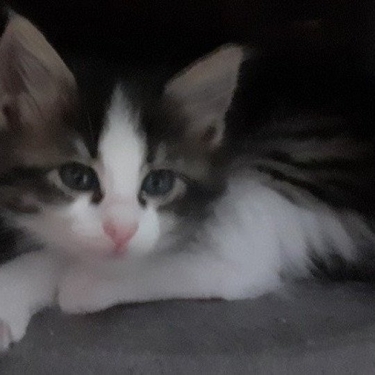 chaton Angora turc brown mackerel tabby bicolor Spotty Chatterie du rocher de Nala