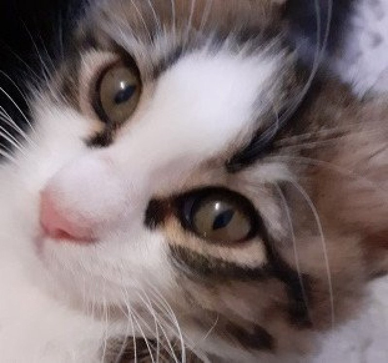 Spotty du rocher de Nala Femelle Angora turc
