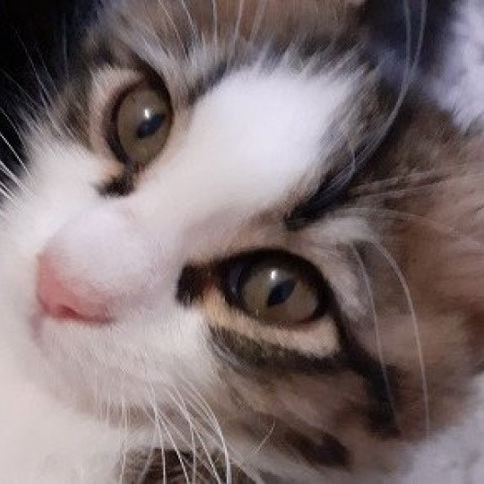 Spotty du rocher de Nala Femelle Angora turc