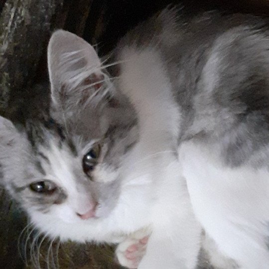 chaton Angora turc black silver blotched tabby bicolor Tendresse du rocher de Nala Chatterie du rocher de Nala
