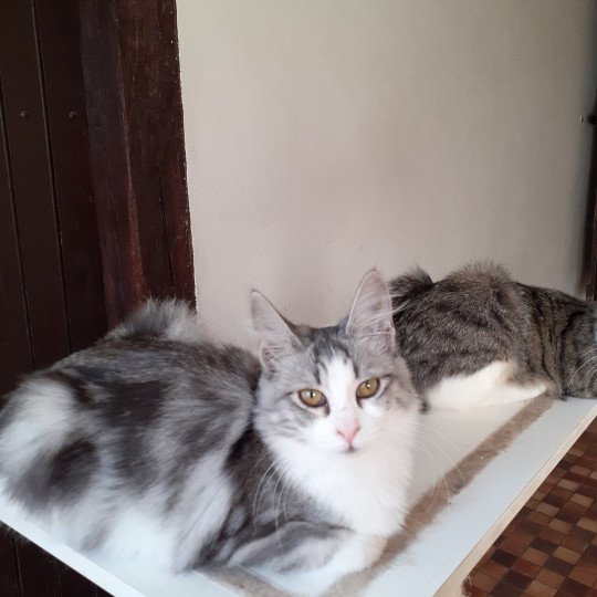 chaton Angora turc black silver blotched tabby bicolor Tendresse du rocher de Nala Chatterie du rocher de Nala