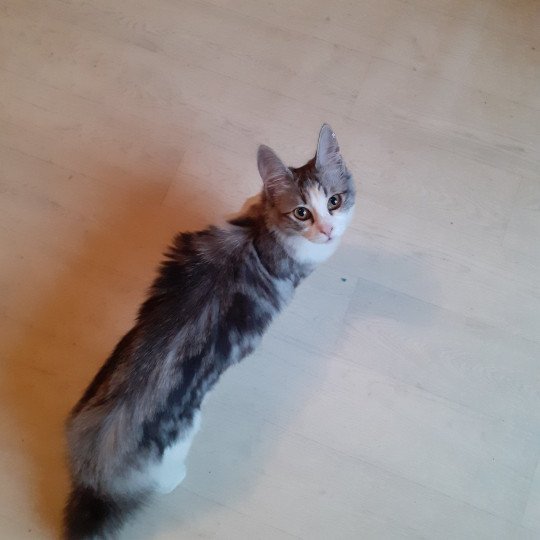 chaton Angora turc black silver blotched tabby bicolor Tendresse du rocher de Nala Chatterie du rocher de Nala