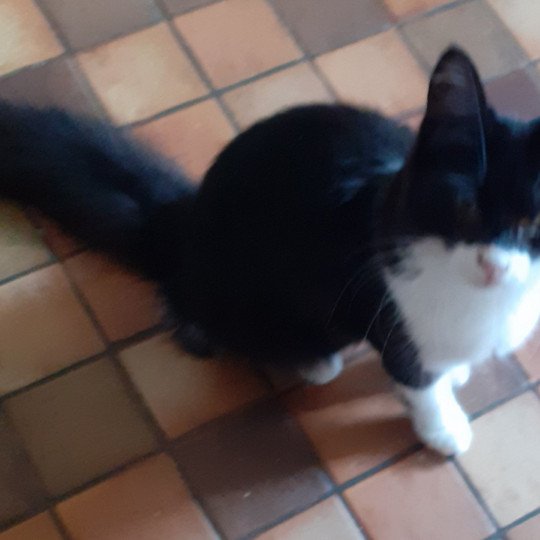 chaton Angora turc black smoke bicolor Tibelle Chatterie du rocher de Nala