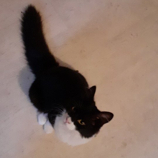 chaton Angora turc black smoke bicolor Tibelle Chatterie du rocher de Nala