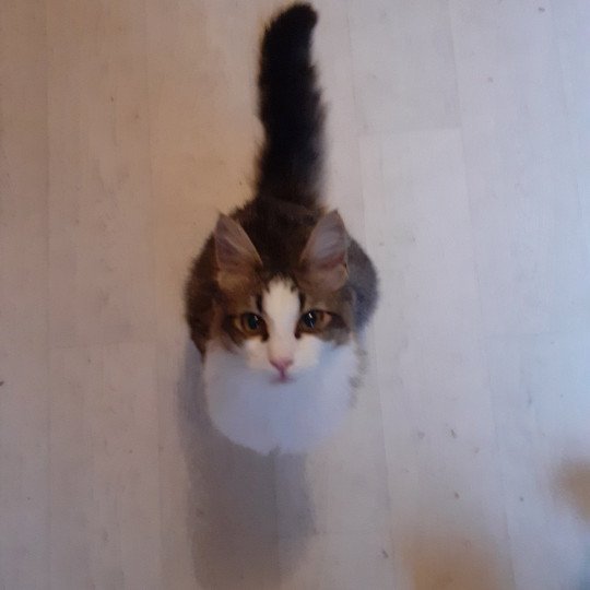chaton Angora turc brown tabby bicolor Titan Chatterie du rocher de Nala