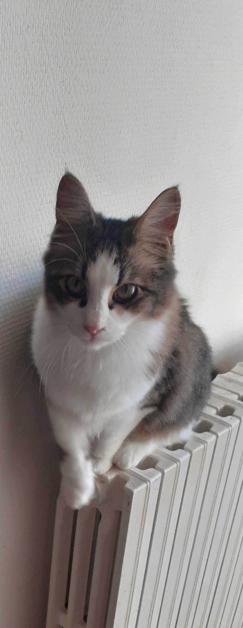 Titan du rocher de Nala Mâle Angora turc