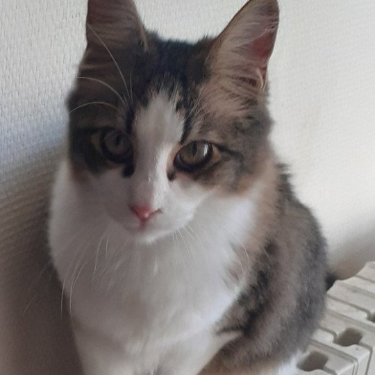 Titan du rocher de Nala Mâle Angora turc